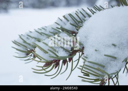 Ein schneebedeckter Rocky Mountain Douglas Tannenbaum, Pseudotsuga menziesii var. Glauca, in Troja, Montana. Königreich: Plantae Clade: Tracheophytes Cl Stockfoto