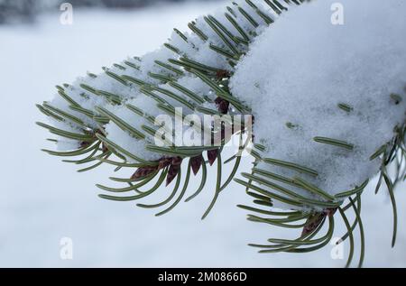 Ein schneebedeckter Rocky Mountain Douglas Tannenbaum, Pseudotsuga menziesii var. Glauca, in Troja, Montana. Königreich: Plantae Clade: Tracheophytes Cl Stockfoto