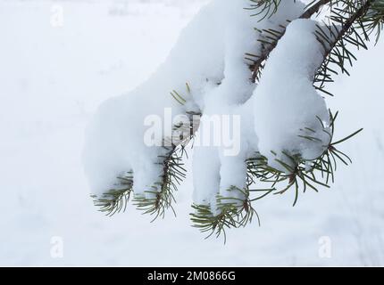 Ein schneebedeckter Rocky Mountain Douglas Tannenbaum, Pseudotsuga menziesii var. Glauca, in Troja, Montana. Königreich: Plantae Clade: Tracheophytes Cl Stockfoto