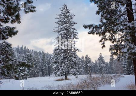 Eine schneebedeckte Rocky Mountain Douglas Tanne, Pseudotsuga menziesii var. Glauca, allein auf einem Feld, in Troja, Montana. Stockfoto