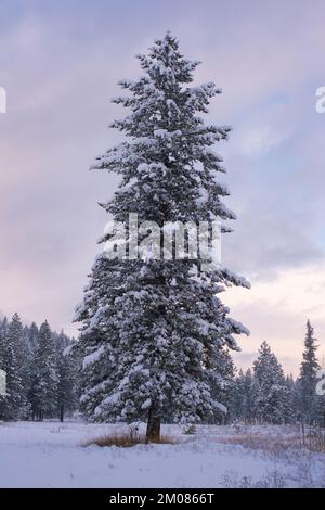 Eine schneebedeckte Rocky Mountain Douglas Tanne, Pseudotsuga menziesii var. Glauca, allein auf einem Feld, in Troja, Montana. Stockfoto