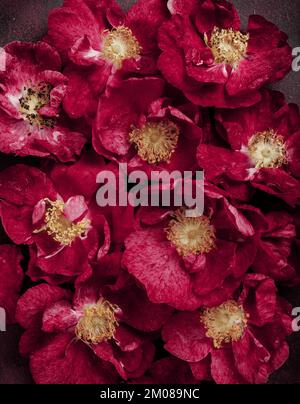 Farbe des Jahres 2023 Viva Magenta, wunderschöne rosa Rosenblumen Hintergrund Stockfoto