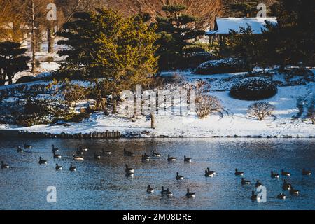 Ein Luftblick auf die Schar schwarzer Vögel, die im See am weißen, schneebedeckten Ufer schwimmen Stockfoto