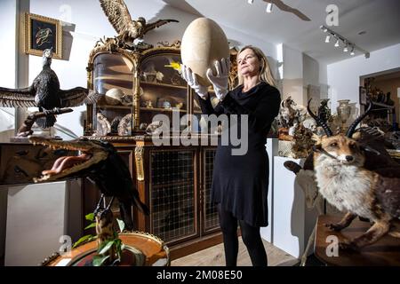 DIE SELTSAMEN UND WUNDERBAREN BEI KURATIERTEN AUKTIONEN. Rachael Osborn-Howard hält ein seltenes 1000 Jahre altes Elephant Bird Ei (schätzungsweise £4.000 - 6.000 £). Stockfoto