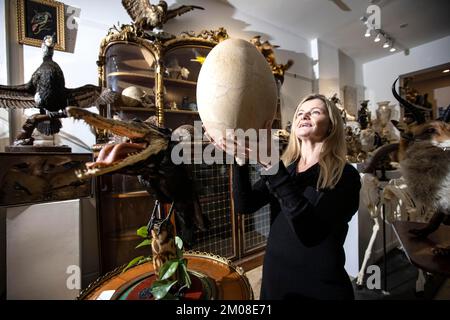 DIE SELTSAMEN UND WUNDERBAREN BEI KURATIERTEN AUKTIONEN. Rachael Osborn-Howard hält ein seltenes 1000 Jahre altes Elephant Bird Ei (schätzungsweise £4.000 - 6.000 £). Stockfoto