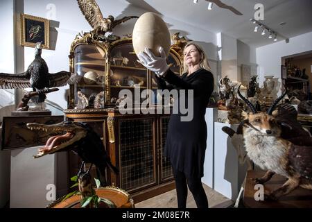 DIE SELTSAMEN UND WUNDERBAREN BEI KURATIERTEN AUKTIONEN. Rachael Osborn-Howard hält ein seltenes 1000 Jahre altes Elephant Bird Ei (schätzungsweise £4.000 - 6.000 £). Stockfoto