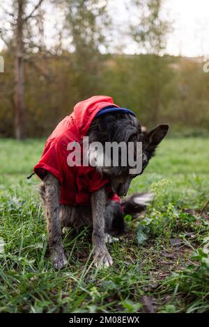 Junger Grenzhund mit Mantel im Park. Vertikales Bild Stockfoto