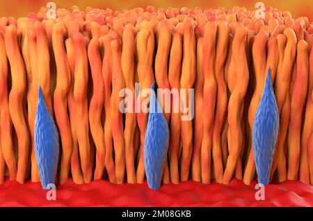 Netzhautkonus und -Stab im menschlichen Auge - isometrische Ansicht 3D-Darstellung Stockfoto