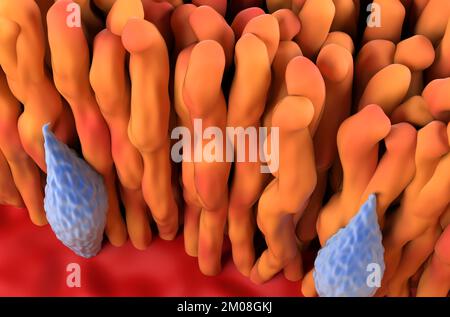 Netzhautkonus und -Stange im menschlichen Auge - Draufsicht 3D-Abbildung Stockfoto