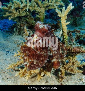 Tintenfisch (Octopus vulgaris), der auf dem Meeresboden zwischen kleinen Polyp-Steinkorallen (Acropora), dem Pazifischen Ozean, Yap Island, Mikronesien, Ozeanien sitzt Stockfoto