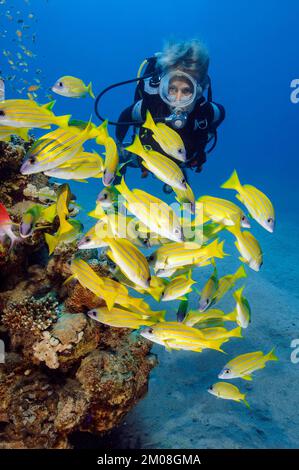 Taucherinnen sehen eine kleine Schule von Blaustreifenschnapper (Lutjanus kasmira), die neben einem kleinen Korallenblock mit Korallenriff, rotem Meer, Safaga, Ägypten schwimmt Stockfoto