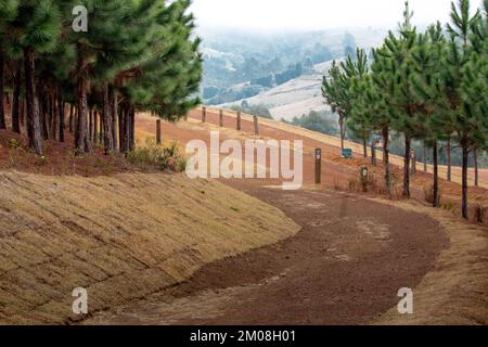 Ein wunderschöner Blick auf Kiefern, gesäumt von einem roten Sandweg Stockfoto