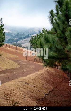 Ein wunderschöner Blick auf Kiefern, gesäumt von einem roten Sandweg Stockfoto