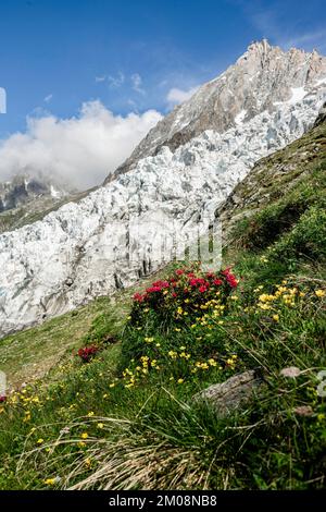 Alpenblumen vor dem Gletscher des Bossons, hinter dem Gipfel von Aiguille du Midi, Chamonix, Haute-Savoie, Frankreich, Europa Stockfoto