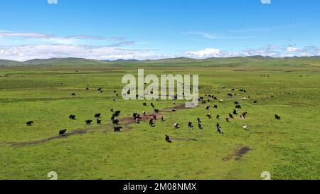 (221205) -- LANZHOU, 5. Dezember 2022 (Xinhua) -- Eine Herde von Yakengalopp und Futterpflanzen auf einem Grasland im Bezirk Maqu, Gannan Tibetan Autonomous Prefecture of Northwest China's Gansu Province, 15. Juli 2021. Der diesjährige Weltbodentag fiel am Montag. Das Maqu County liegt am nordöstlichen Rand des Qinghai-Tibet-Plateaus und verfügt über zahlreiche Graslandschaften und Feuchtgebiete, die vor dem Ende des 20.. Jahrhunderts stark unter Degeneration und Wüstenbildung gelitten haben. Dank einer Reihe von Programmen zur Erhaltung der Umwelt und zur Verbesserung der Böden in den letzten Jahren ist dies ein wesentlicher Teil der Schäden, die einst entstanden sind Stockfoto