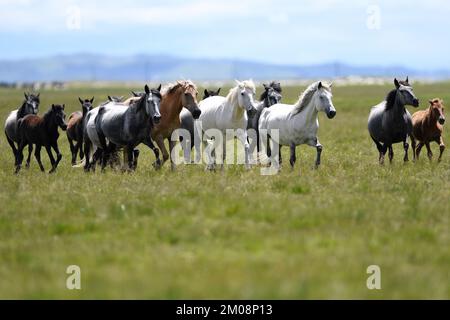 (221205) -- LANZHOU, 5. Dez. 2022 (Xinhua) -- Eine Herde Hequ-Pferde galoppiert auf einer Ranch im Bezirk Maqu, Gannan Tibetan Autonomous Prefecture der Provinz Gansu im Nordwesten Chinas, 15. Juli 2021. Der diesjährige Weltbodentag fiel am Montag. Das Maqu County liegt am nordöstlichen Rand des Qinghai-Tibet-Plateaus und verfügt über zahlreiche Graslandschaften und Feuchtgebiete, die vor dem Ende des 20.. Jahrhunderts stark unter Degeneration und Wüstenbildung gelitten haben. Dank einer Reihe von Programmen zur Erhaltung der Umwelt und zur Bodenverbesserung in den letzten Jahren ist ein wesentlicher Teil des einst beschädigten Vegetariats entstanden Stockfoto