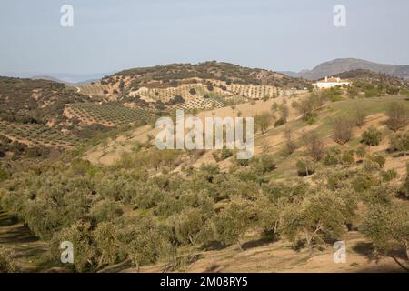 Olivenbäume im Sierra Magina Nationalpark, Jaen, Spanien Stockfoto