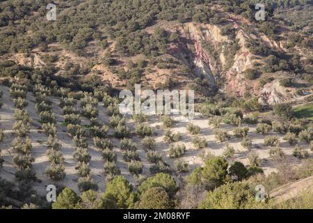 Olivenbäume im Sierra Magina Nationalpark, Jaen, Spanien Stockfoto