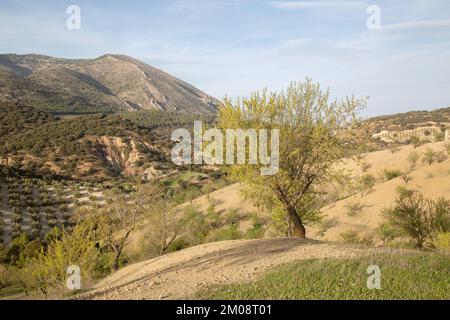 Baum im Sierra Magina Nationalpark, Jaen, Spanien Stockfoto