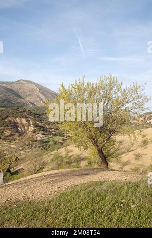 Baum im Sierra Magina Nationalpark, Jaen, Spanien Stockfoto