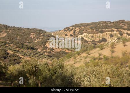 Olivenbäume im Sierra Magina Nationalpark, Jaen, Spanien Stockfoto