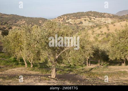 Olivenbäume im Sierra Magina Nationalpark, Jaen, Spanien Stockfoto