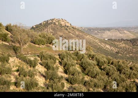 Olivenbäume im Sierra Magina Nationalpark, Jaen, Spanien Stockfoto