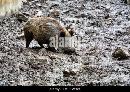 Wildschweine (Sus scrofa) im Waldrand, in Gefangenschaft, Zoo Olderdissen, Bielefeld, Wald Teutoburg, Ostwestfalen-Lippe, Nordrhein-Westfalen, Deutschland, E Stockfoto