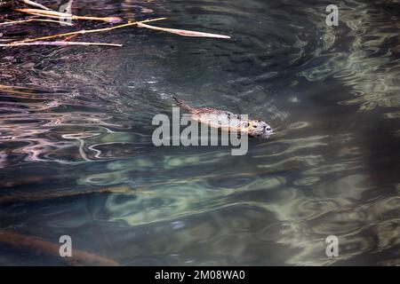 Europäischer Biber (Castor-Faser), der im Teich schwimmt, in Gefangenschaft, Zoo Olderdissen, Bielefeld, Wald Teutoburg, Ostwestfalen-Lippe, Nordrhein-Westfalen, Stockfoto