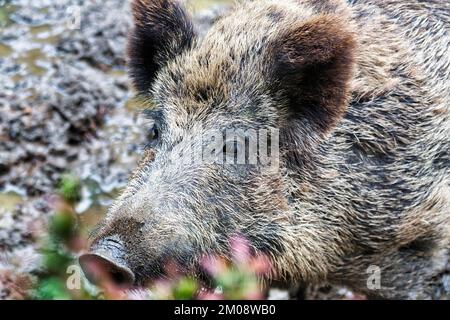 Wildschweine (Sus scrofa) in der Wallow, Portrait, Captive, Olderdissen Zoo, Bielefeld, Teutoburger Wald, Ostwestfalen-Lippe, Nordrhein-Westfalen, Stockfoto