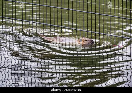 Europäischer Biber (Castor-Faser), der im Teich schwimmt, gitterreflektiert, in Gefangenschaft, Olderdissen Zoo, Bielefeld, Teutoburger Wald, Ostwestfalen-Lippe, Norden R. Stockfoto