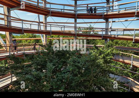 Baumpfad mit Touristen und Kupferbuche (Fagus sylvatica), Naturerbe Zentrum Rügen, Prora, Binz, Insel Rügen, Mecklenburg-Vorpommern, G. Stockfoto