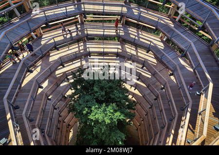Baumpfad mit Touristen und Kupferbuche (Fagus sylvatica), Blick nach unten, Naturerbe Zentrum Rügen, Prora, Binz, Rügen, Mecklenburg-Vorpommern, Stockfoto