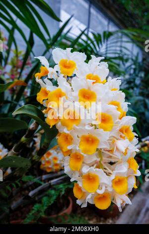 Dendrobium thyrsiflorum Orchid (Pinecone-like raceme dendrobium), im Himalaya und im Norden von Indochina heimisch, RHS Garden Wisley, Surrey, England Stockfoto