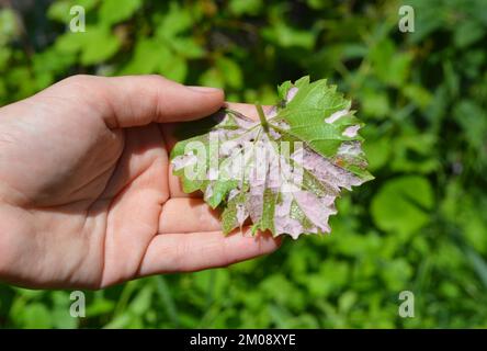 Plasmopara viticola-Symptome. Nahaufnahme von Plasmopara viticola auf dem Weinblatt. Traubenkrankheit. Stockfoto