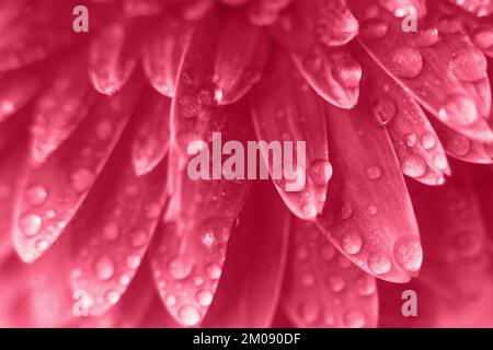 viva Magenta Gerbera Blütenblätter mit Wassertropfen, Makro auf Blume. Schöner abstrakter Hintergrund Stockfoto