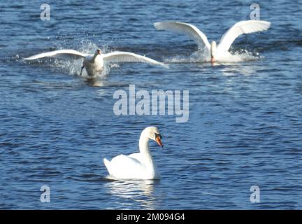 Drei männliche stumme Schwäne in einem Teich sind zwei zu viel. Als wir nach einer Woche zurückkamen, war nur noch ein Schwan übrig Stockfoto