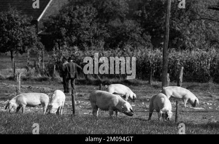 Bauern, die auf den Feldern in Muensterland auf 10.09.1971, Deutschland, Europa arbeiten Stockfoto