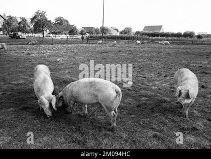 Bauern, die auf den Feldern in Muensterland auf 10.09.1971, Deutschland, Europa arbeiten Stockfoto