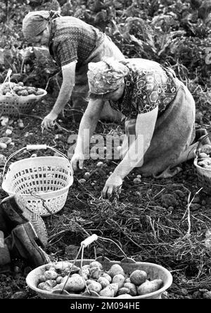 Bauern, die auf den Feldern in Muensterland auf 10.09.1971, Deutschland, Europa arbeiten Stockfoto