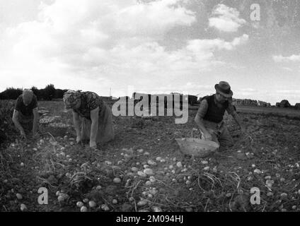 Bauern, die auf den Feldern in Muensterland auf 10.09.1971, Deutschland, Europa arbeiten Stockfoto