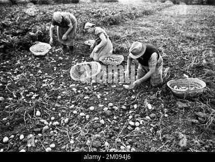 Bauern, die auf den Feldern in Muensterland auf 10.09.1971, Deutschland, Europa arbeiten Stockfoto