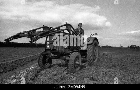 Bauern, die auf den Feldern in Muensterland auf 10.09.1971, Deutschland, Europa arbeiten Stockfoto