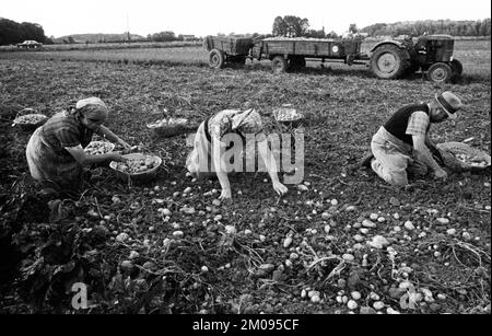 Bauern, die auf den Feldern in Muensterland auf 10.09.1971, Deutschland, Europa arbeiten Stockfoto