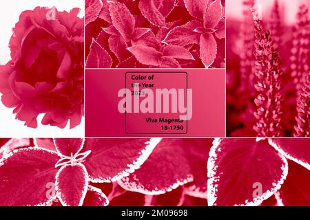 Eine Collage mit der modischen Farbe von 2023 – Viva Magenta. Trendfarbe 2023. Stockfoto