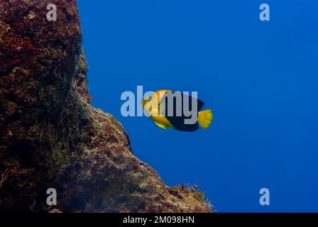 Rock Schönheit angelfish auf Korallenriff bei Bonaire Insel in der Karibik Stockfoto