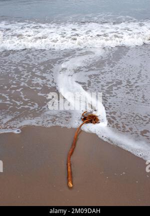 Seetang oder Seetang Laminariales an einem Sandstrand mit Meeresschaum Stockfoto