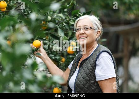 Seniorin pflückt Orangen in ihrem Garten im goldenen Licht eines sonnigen Sommernachmittags, aktives und gesundes Pensionierungskonzept Stockfoto