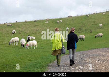 Schafe grasen am South Downs Way in der Nähe von Devils Dyke, West Sussex, England, Großbritannien, Europa Stockfoto