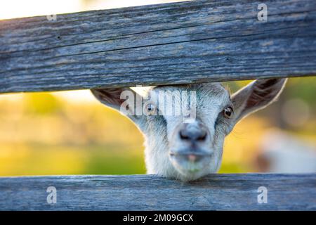 Ein Nahporträt einer amerikanischen Ziege zwischen Holzbrettern mit unscharfem Hintergrund Stockfoto
